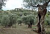 15-11_12-aelteste Olivenhaine Mallorcas.JPG