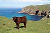 172_170524_Cornwall.JPG