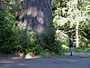 038- im Redwood-NP.JPG
