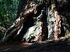 039- im Redwood-NP.JPG