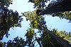041- im Redwood-NP.JPG