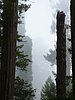 042- im Redwood-NP.JPG