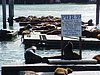 055- Pier 39.JPG